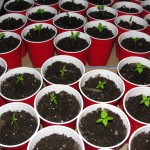 sprouts2